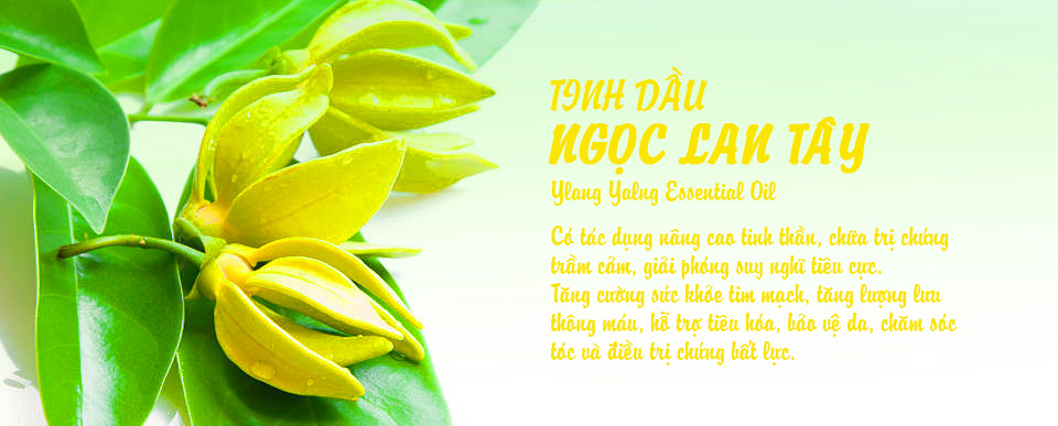 Tinh dầu Ngọc Lan Tây (Ylan Ylang Essential Oil)