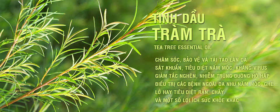 Tinh dầu tràm trà - charmi