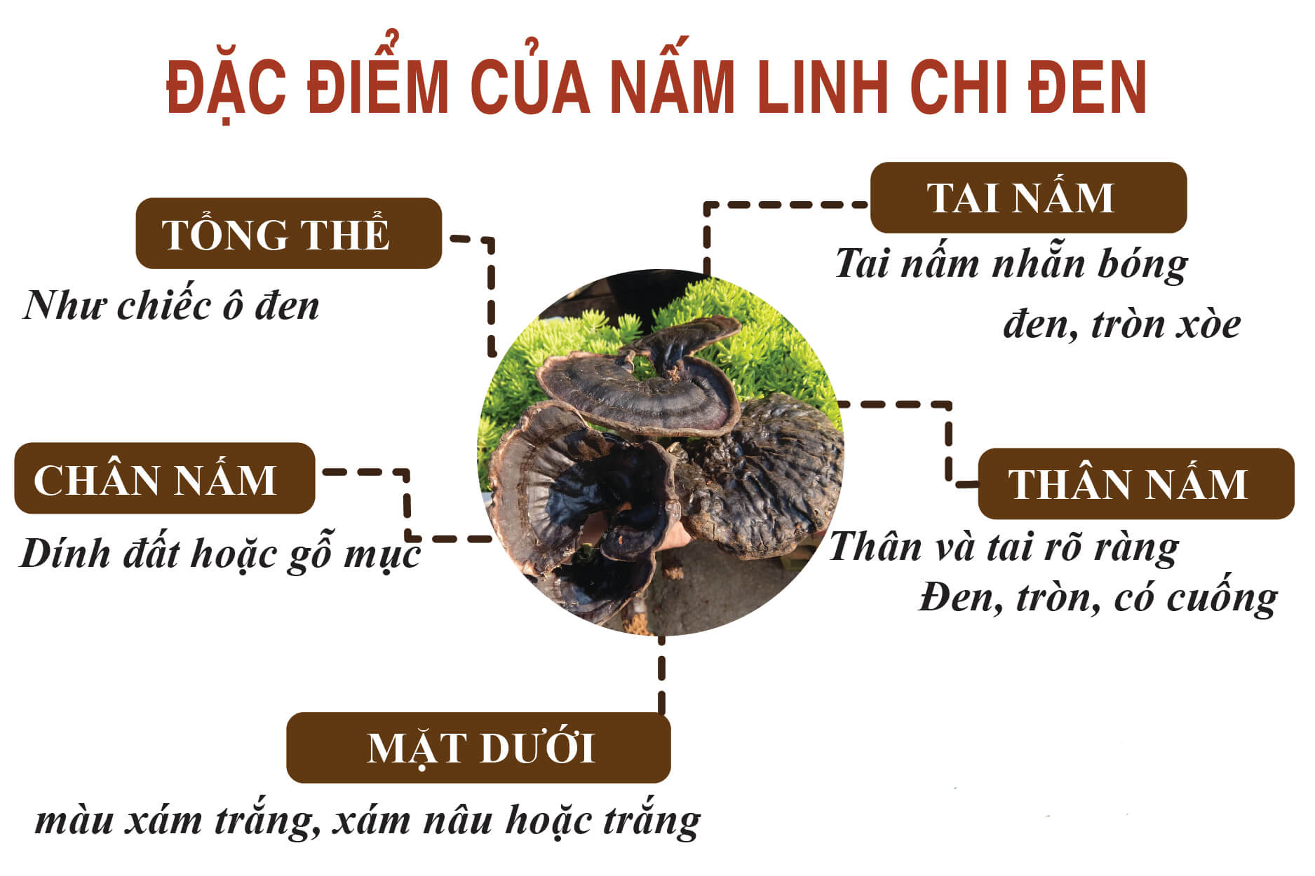 NẤM HẮC CHI