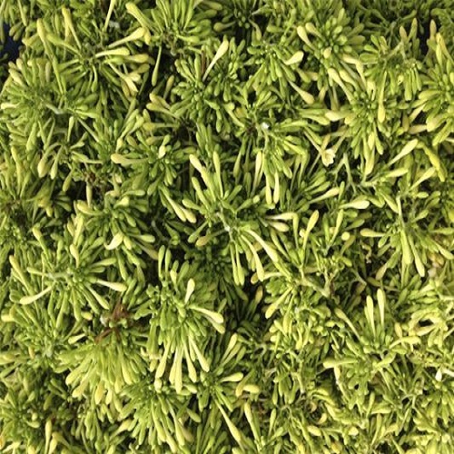 HOA ĐU ĐỦ ĐỰC