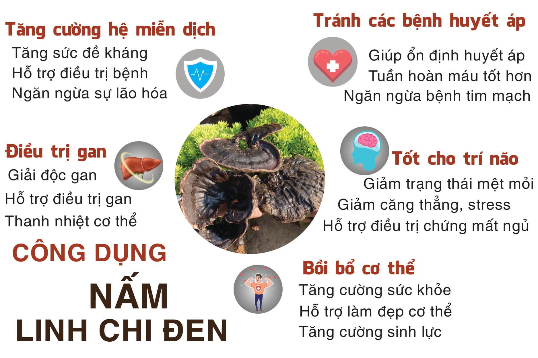 NẤM HẮC CHI