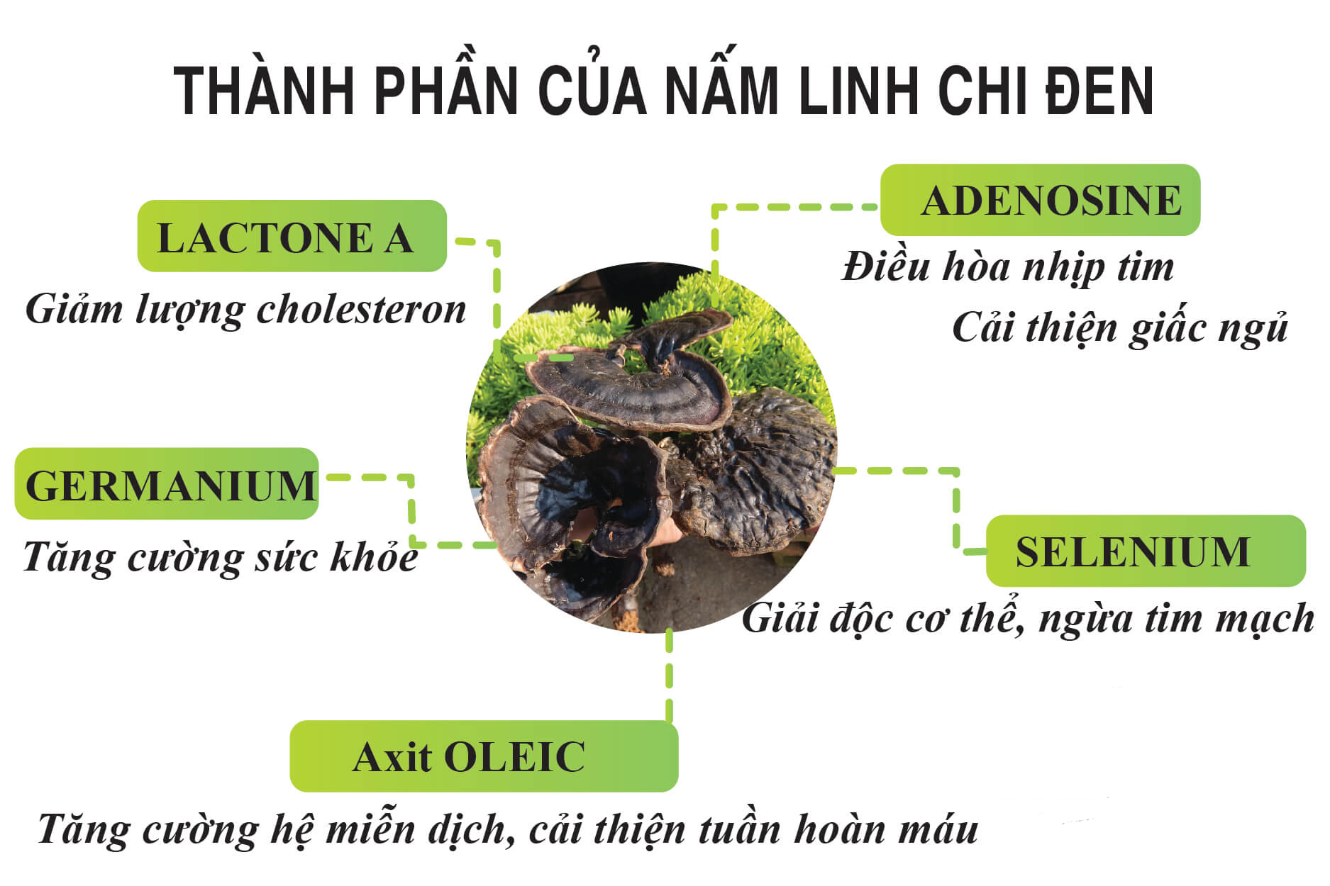 NẤM HẮC CHI