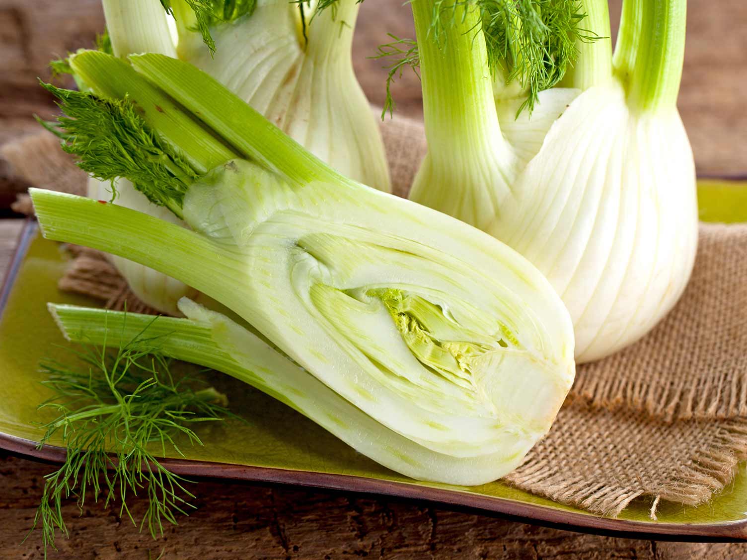CỦ HỒI - FENEL